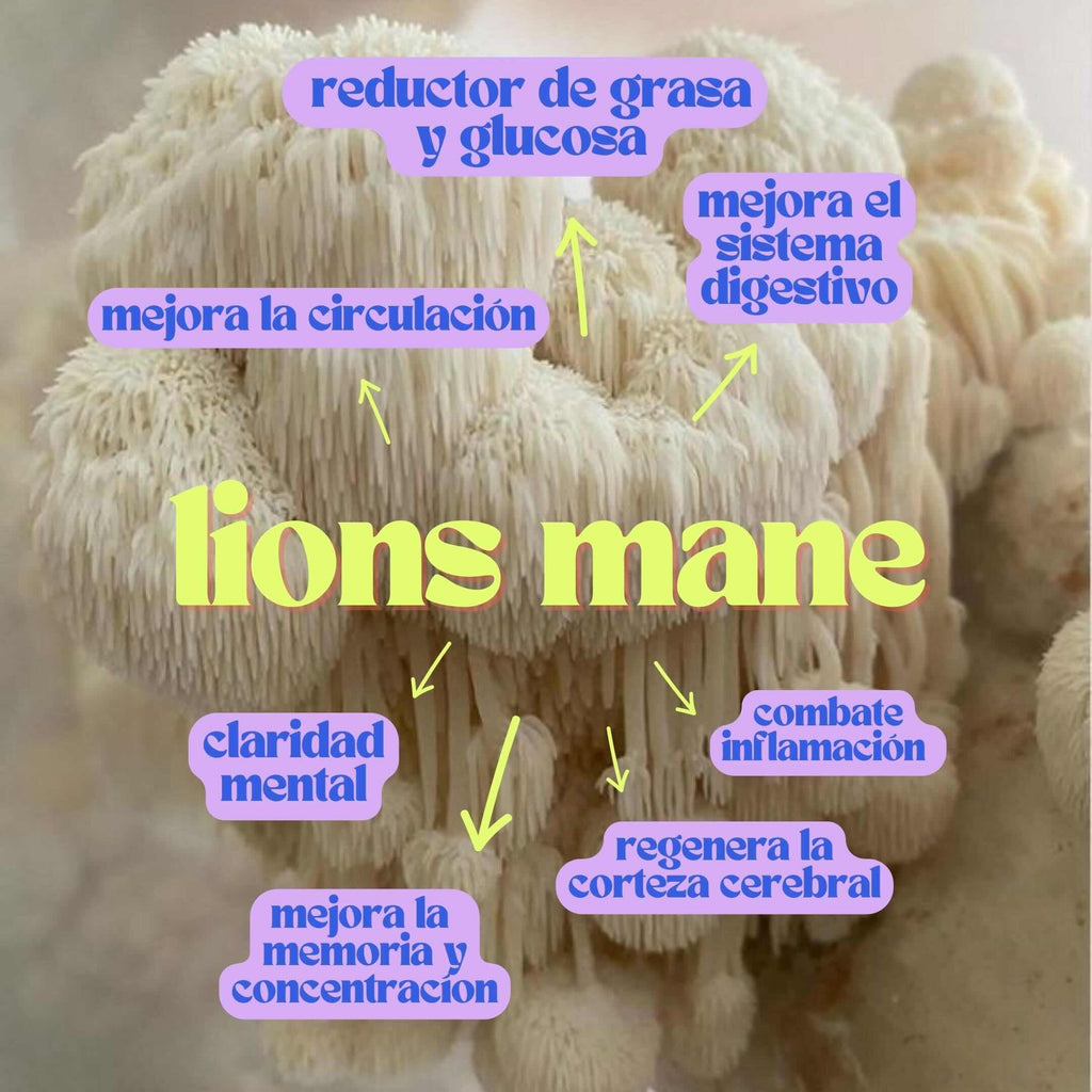 LIONS  MANE 120 CÁPSULAS